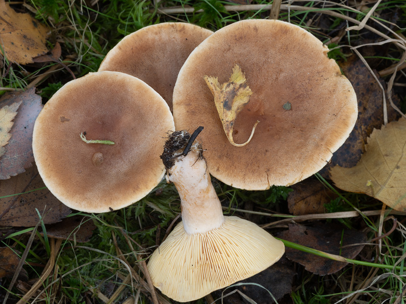 Lactarius helvus